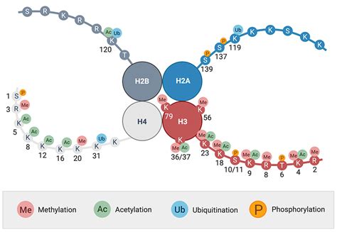 histone modifications